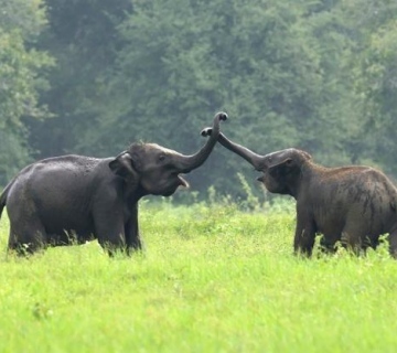 Exciting Half Day Elephant Tour Options In Chiang Mai