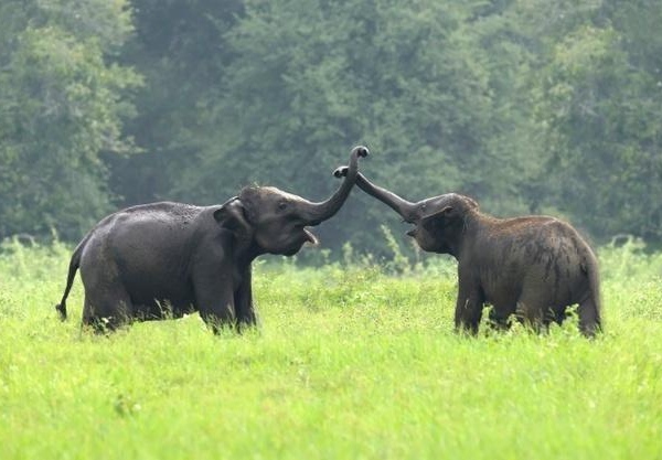 Exciting Half Day Elephant Tour Options In Chiang Mai