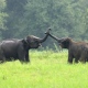 Exciting Half Day Elephant Tour Options In Chiang Mai