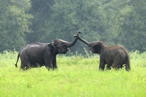Exciting Half Day Elephant Tour Options In Chiang Mai